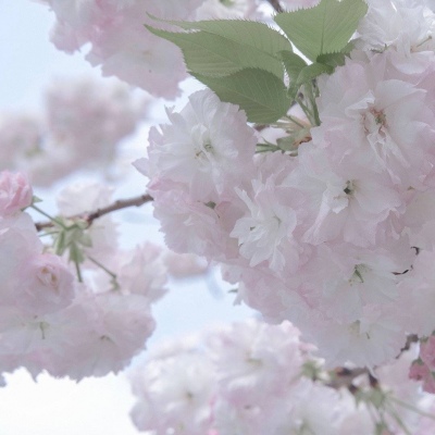 Furry插画故事感灵感福瑞群